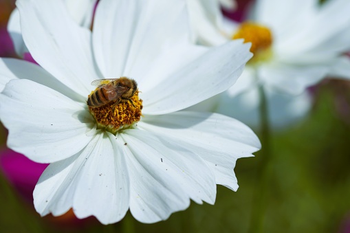 Bee sucking pollen on white flowers