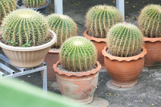 istock large round cactus planted in clay pots 1734388357