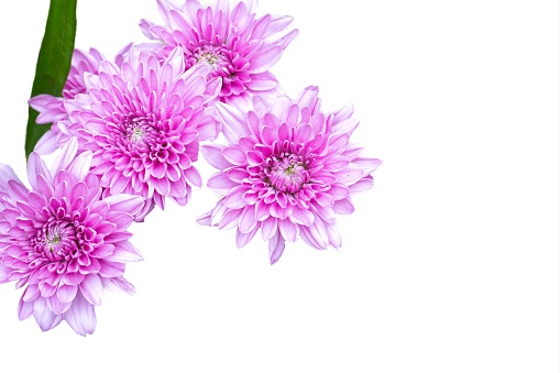 Photo of pink flowers on a white background