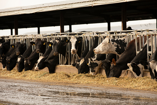 Los Banos, California, USA - January 3, 2023: Cloudy winter sun shines on a cow livestock farm in the central valley.