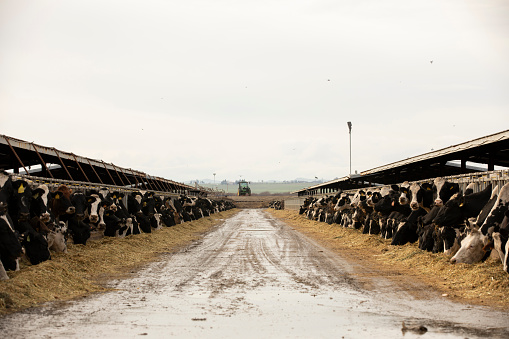 Los Banos, California, USA - January 3, 2023: Cloudy winter sun shines on a cow livestock farm in the central valley.