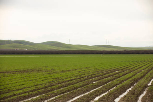 istock California Central Valley Agriculture 1734390376