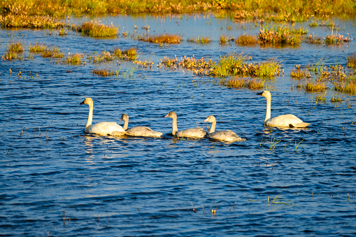 A mated pair of tundra swans guide their signets.