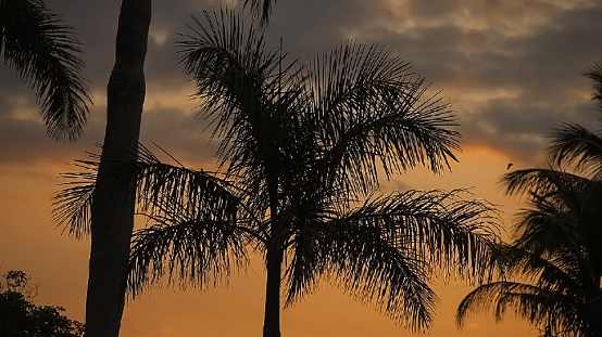 Florida Keys sunset scene - Key largo