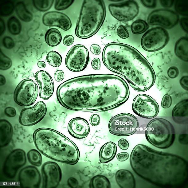 Bacteria Stock Photo - Download Image Now - Micro Organism, Bacterium, Magnification