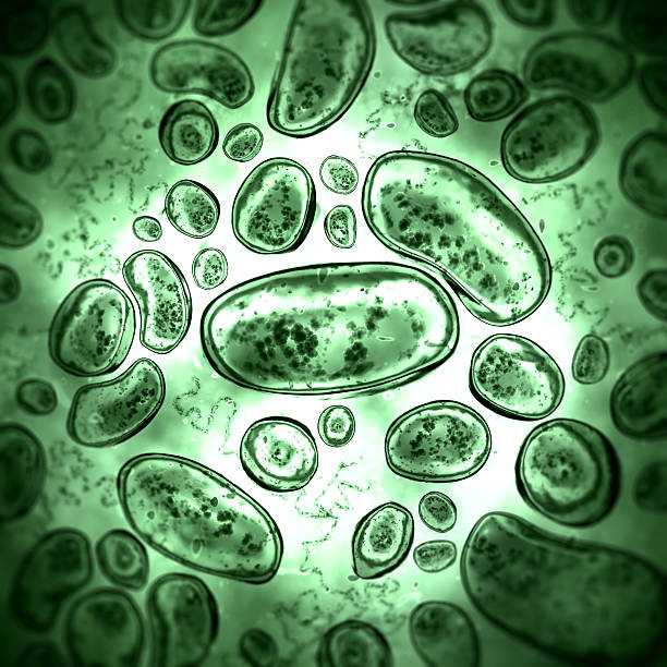 бактерии - bacterium magnification high scale magnification green стоковые фото и изображения