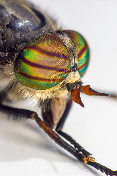 istock Portrait of a Horse-fly 173443615