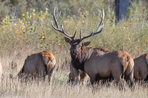 Bull elk standing, looking at camera in northern Montana in western USA of North America. This is at the Charles M. Lewis Wildlife refuge on the Missouri River.