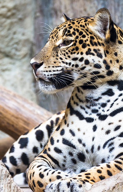 Close Up Of A Large Jaguar Cat Stock Photo - Download Image Now - Jaguar -  Cat, Animal, Animal Body Part - iStock