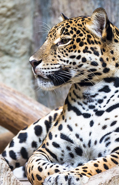 Close Up Of A Large Jaguar Cat Stock Photo - Download Image Now - Jaguar - Cat, Animal, Animal Body Part - iStock Close Up Of A Large Jaguar Cat Stock Photo - Download Image Now - Jaguar - Cat, Animal, Animal Body Part - iStock