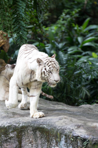 istock White Tiger in Captivity Walking Around 173444149