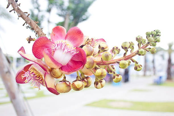 istock Cannonball tree; Couroupita guianensis Aubl. 173444256