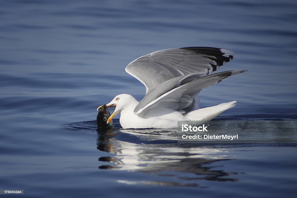 Gaivota foi um Peixe - Royalty-free Fotografia - Imagem Foto de stock