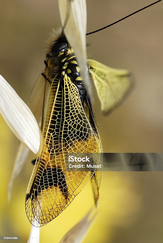 Nahaufnahme-Flügel Eule-fly auf Gras - Lizenzfrei Anatomie Stock-Foto