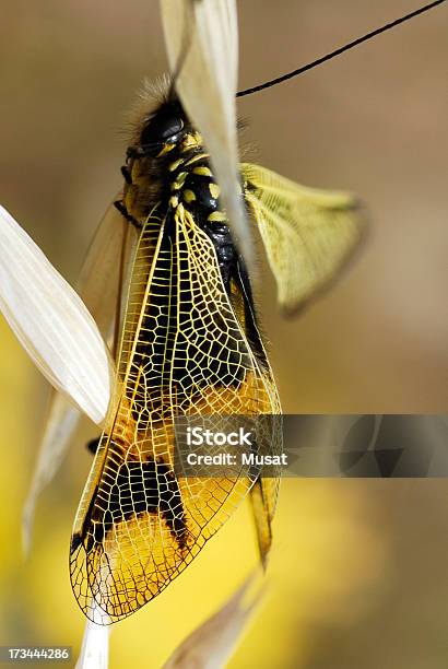 Nahaufnahmeflügel Eulefly Auf Gras Stockfoto und mehr Bilder von Anatomie - Anatomie, Ascalaphidae, Extreme Nahaufnahme