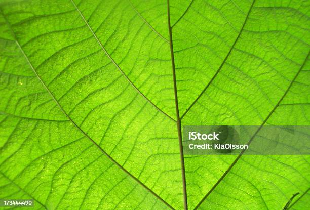 Textura De Folha Verde - Fotografias de stock e mais imagens de Clorofila - Clorofila, Cor verde, Flora
