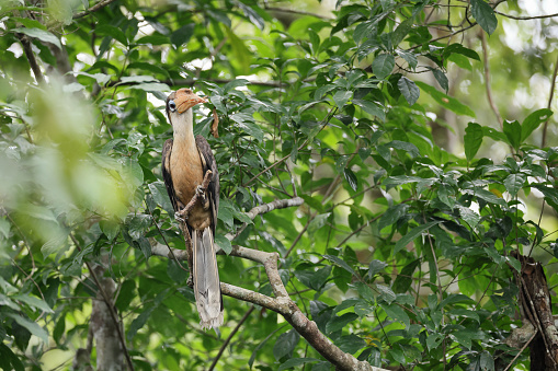Closed up beautiful hornbill bird, adult male Austen's Brown hornbill, uprisen angle view, front shot, perching on big branch of tropical tree in overgrown twigs under the clear sky , in nature of tropical rainforest, national park in northeastern Thailand.