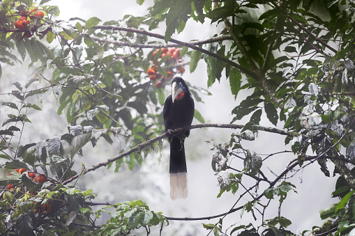 Closed up beautiful hornbill bird, adult female Rufous-necked hornbill, uprisen angle view, front shot, in the morning surrounding covered with fog perching on the branch of tropical red fruit tree tree in nature of tropical moist montane forest, national park on high mountain of northern Thailand.