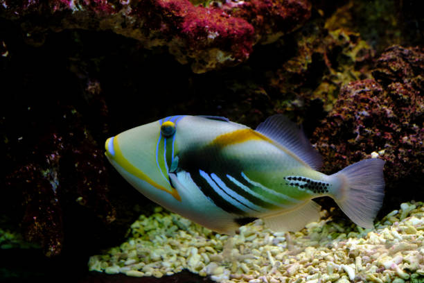 istock Fish Picasso spiny triggerfish swims against background corals. 1734472440
