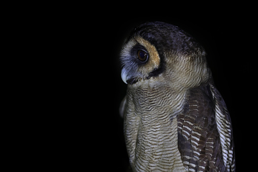 Owl in the Night