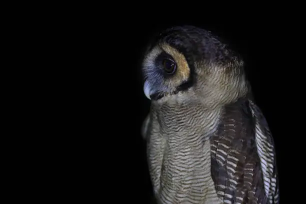 Closed up nocturnal bird in silhouette, adult Brown wood-owl, low angle view, half shot, in the night sitting on the branch of tropical tree in nature of tropical moist montane forest, national park in high mountain of northern Thailand.