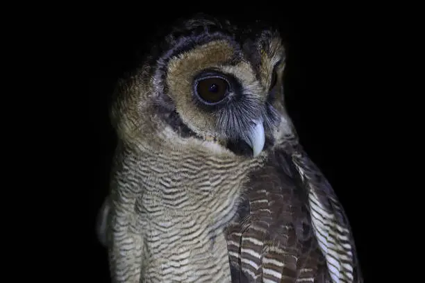 Closed up nocturnal bird in silhouette, adult Brown wood-owl, low angle view, half shot, in the night sitting on the branch of tropical tree in nature of tropical moist montane forest, national park in high mountain of northern Thailand.
