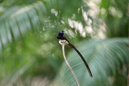 Beautiful small flycatcher bird, adult male Japanese paradise-flycatcher also known as Black paradise flycatcher, uprisen angle view, side shot, in the morning under the clear sky foraging on the small curve twig of tropical tree in nature of tropical climate, central Thailand.
