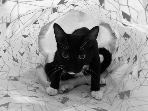 Black and white photo of cat inside a circular laundry basket