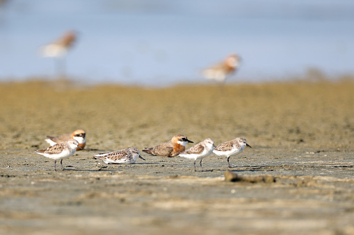 Beautiful small sea bird, adult Spoon-billed sandpiper and other sea birds, low angle view, side shot, in warm light morning walking and foraging along the coastline of the Gulf of Thailand, in nature of tropical climate, central Thailand.