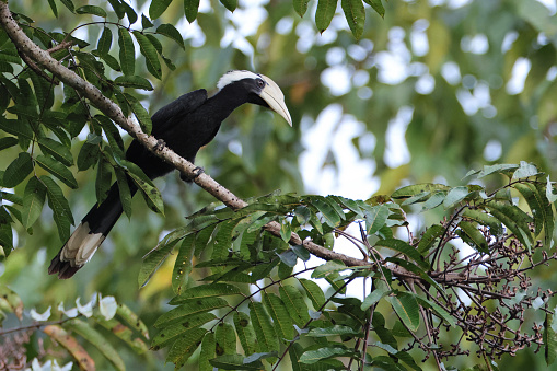 Closed up hornbill bird, adult male Black hornbill, uprisen angle view, front shot, perching under the clear sky on the branch of tropical tree in the morning in nature of tropical rainforest, national park in southern Thailand.