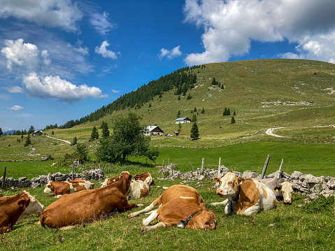 cows resting on a meadow at Trattberg Alm, Salzburger Land, Austria