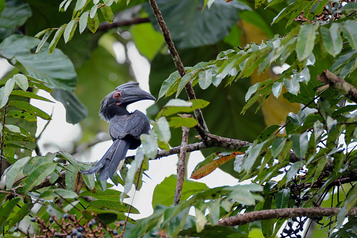 Closed up hornbill bird, adult female Black hornbill, low angle view, rear shot, perching under the clear sky on the branch of tropical fruit tree in the morning in nature of tropical rainforest, national park in southern Thailand.