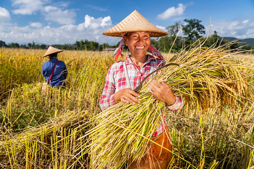 Agriculture: Rice fields in summer in Shimane, Japan.