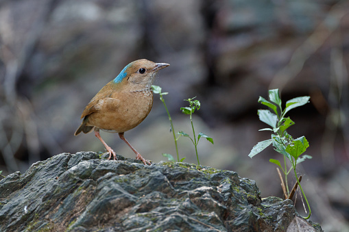 Closed up beautiful pitta bird, adult male Blue-naped pitta, low angle view, side shot, foraging in early morning on the rock of the foothill in nature of tropical moist montane forest, northern Thailand.