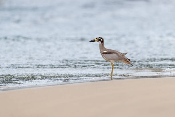 ave-marinha: adulto de joelho grosso da praia (esacus magnirostris), também conhecido como maçarico-de-pedra-da-praia. - stone curlew - fotografias e filmes do acervo