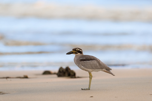 Closed up the sea bird in beauty light, adult Beach thick-knee also known as Beach stone-curlew, low angle view, side shot, in warmly morning standing on the coastline in nature of tropical rainforest, national park on the small islands of Andaman Sea, southern Thailand.