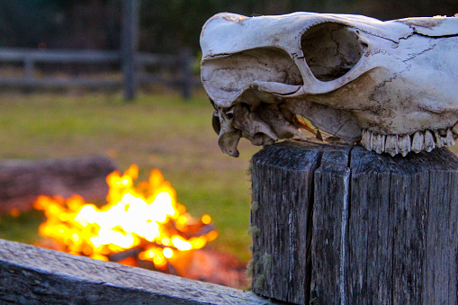 Close up of a cow’s skull on a fence post with a campfire in the background