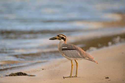 Closed up the sea bird in beauty light, adult Beach thick-knee also known as Beach stone-curlew, low angle view, side shot, in warmly morning standing on the coastline in nature of tropical rainforest, national park on the small islands of Andaman Sea, southern Thailand.