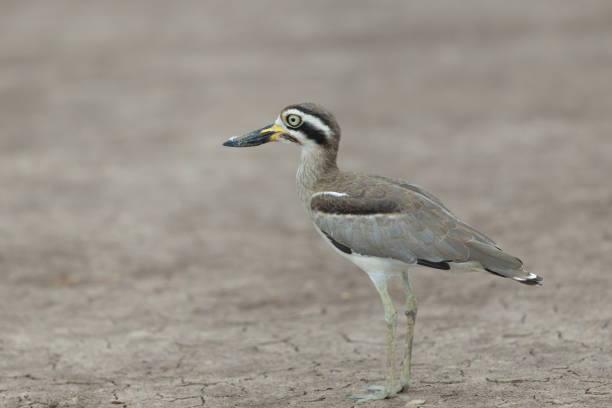 istock Wader bird : adult Great thick-knee (Esacus recurvirostris), also known as great stone-curlew. 1734512676