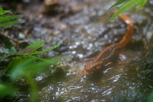 Closed up animal, adult Himalayan newt, also known as crocodile newt, crocodile salamander, Himalayan salamander, and red knobby newt, low angle view, front shot, foraging on the wetland in nature of tropical moist montane forest, national park in high mountain, northern Thailand.