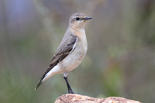 Closed up small thrush bird, adult Northern wheatear or wheatear, low angle view, side shot, in the morning standing and foraging on the decayed fallen branch of sugar palm tree in nature of agriculture field, northern Thailand.