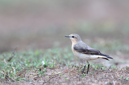 Closed up small thrush bird, adult Northern wheatear or wheatear, low angle view, side shot, in the morning walking and foraging on the ground  in nature of agriculture field, northern Thailand.