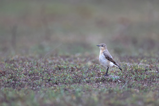 Closed up small thrush bird, adult Northern wheatear or wheatear, low angle view, side shot, in the morning walking and foraging on the ground  in nature of agriculture field, northern Thailand.