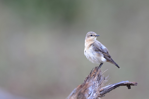 Closed up small thrush bird, adult Northern wheatear or wheatear, low angle view, side shot, in the morning standing and foraging on the decayed fallen branch of sugar palm tree in nature of agriculture field, northern Thailand.