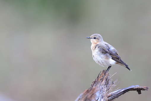 Closed up small thrush bird, adult Northern wheatear or wheatear, low angle view, side shot, in the morning standing and foraging on the decayed fallen branch of sugar palm tree in nature of agriculture field, northern Thailand.
