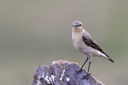 Closed up small thrush bird, adult Northern wheatear or wheatear, low angle view, front shot, in the morning standing and foraging on the decayed fallen branch of sugar palm tree in nature of agriculture field, northern Thailand.