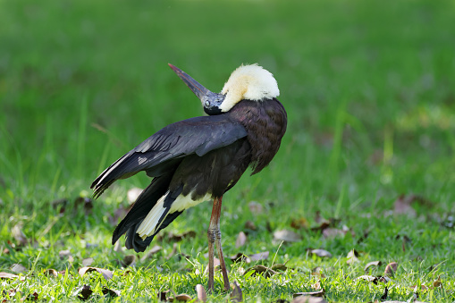 Closed up beautiful stock bird, adult Asian woolly-necked stork or Asian woollyneck, low angle view, side shot, in the morning dressing up on the ground of agriculture area in nature of tropical dry forest, national wildlife reserve in northeastern Thailand.