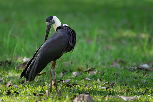 Closed up beautiful stock bird, adult Asian woolly-necked stork or Asian woollyneck, low angle view, rear shot, in the morning dressing up on the ground of agriculture area in nature of tropical dry forest, national wildlife reserve in northeastern Thailand.
