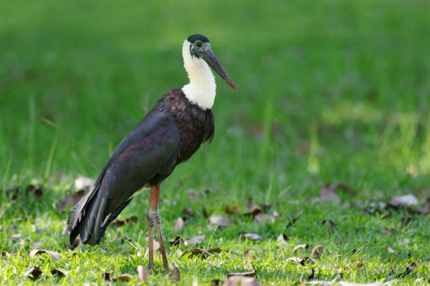 황새 새 : 성인 아시아 털목 황새 또는 아시아 털목 (ciconia episcopus). - freshwater bird animals in the wild feather animal leg 뉴스 사진 이미지