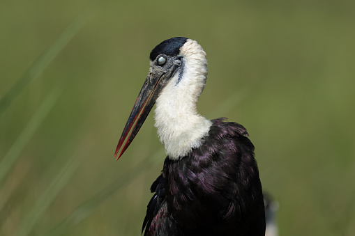 Portrait of beautiful adult Asian woolly-necked stork or Asian woollynecked, low angle view, half shot, in the morning foraging on the agriculture area in nature of tropical dry forest, northeastern Thailand.